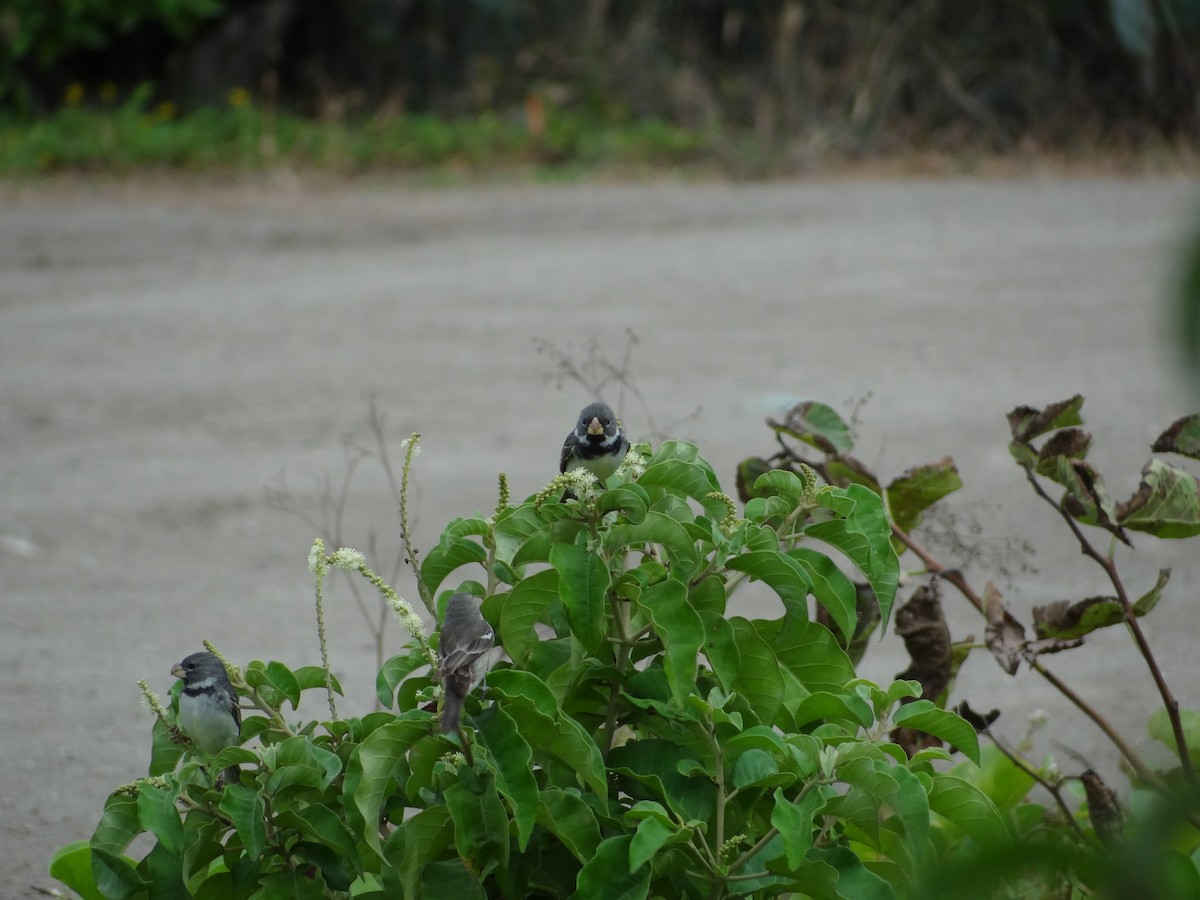 Parrot-billed Seedeater - Francisco Sornoza