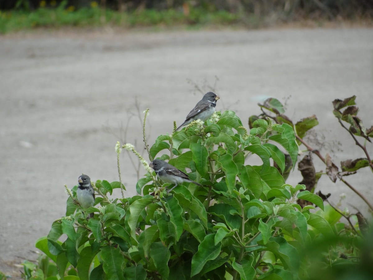 Parrot-billed Seedeater - Francisco Sornoza