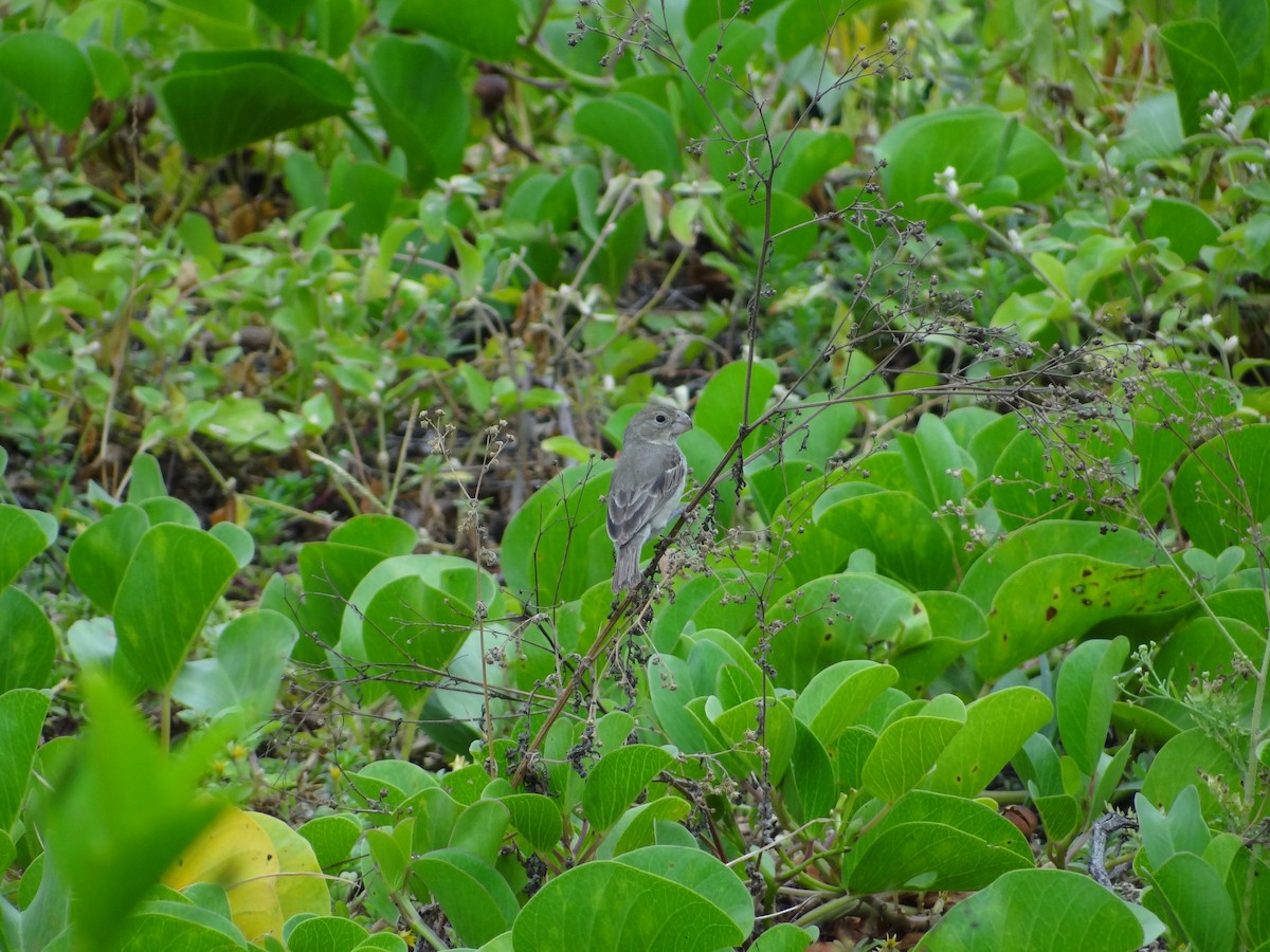 Parrot-billed Seedeater - Francisco Sornoza