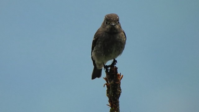 Dark-sided Flycatcher - ML617228234