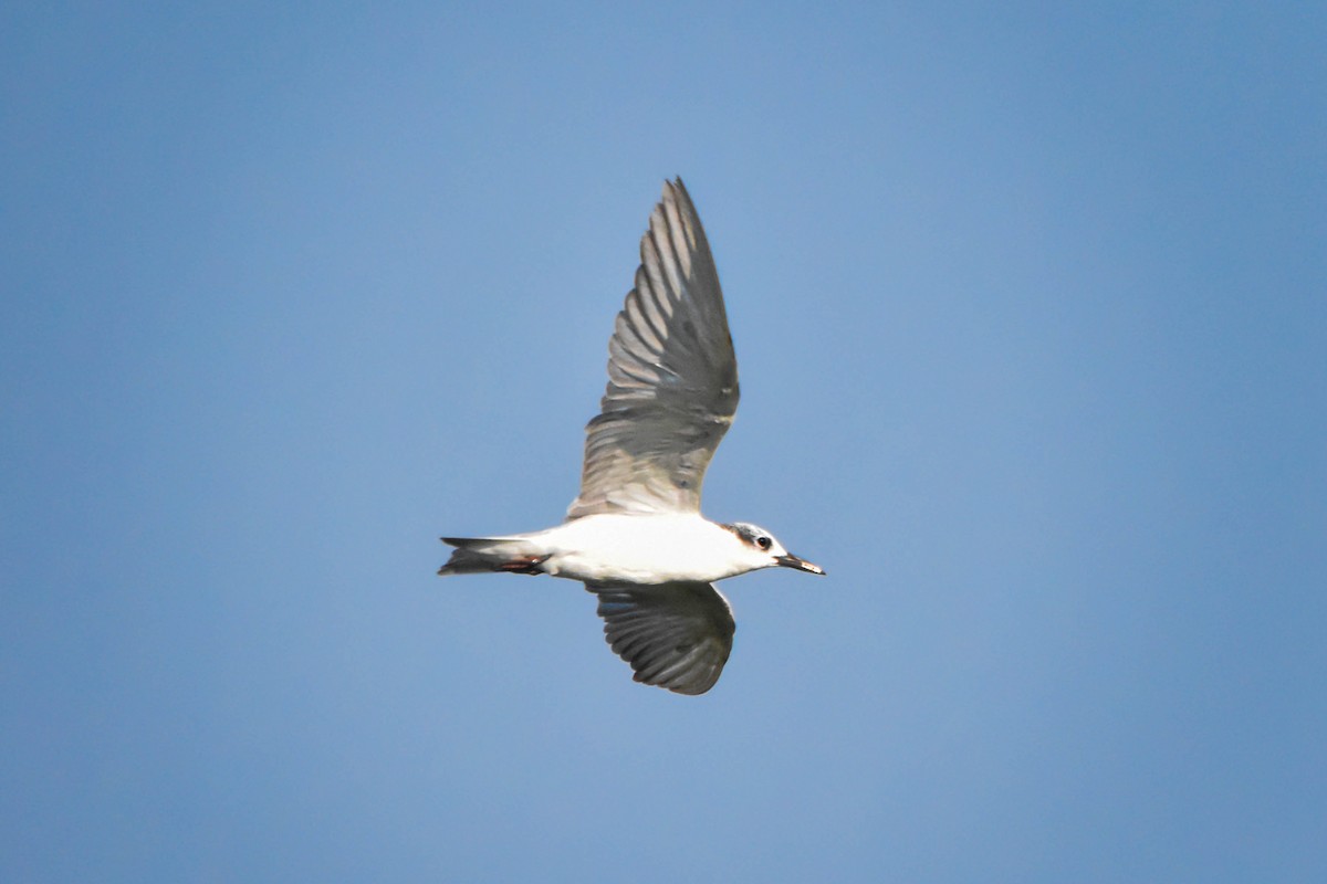 Little Tern - ML617228263