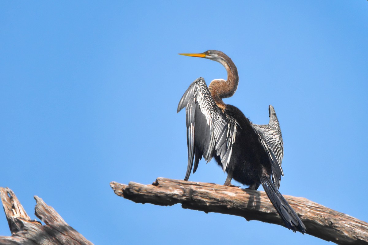 Oriental Darter - ML617228282