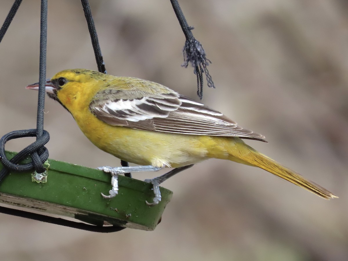 Bullock's Oriole - Marc Lichtenberg