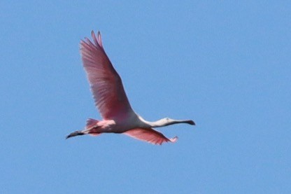 Roseate Spoonbill - Luca Sheldon