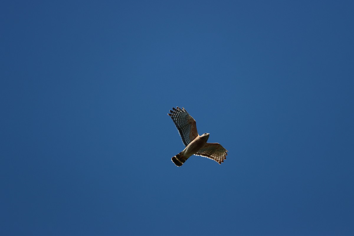 Red-shouldered Hawk - Luca Sheldon