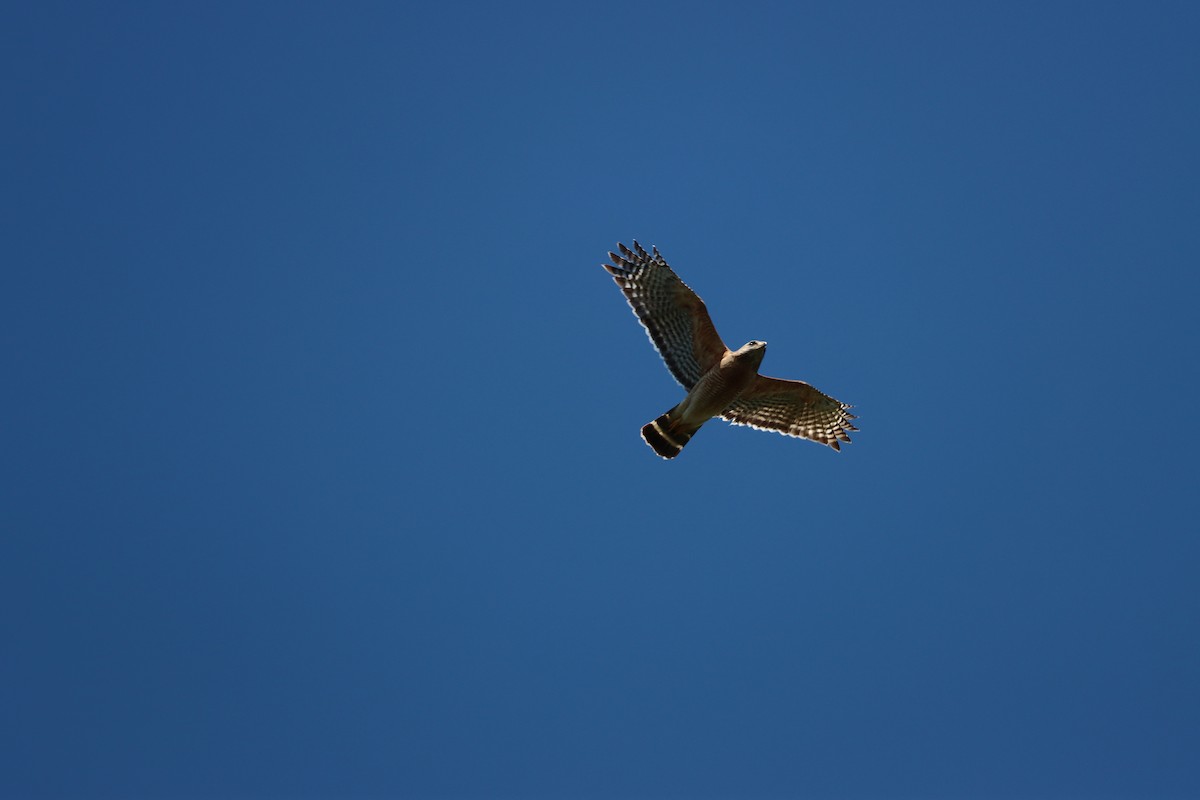 Red-shouldered Hawk - Luca Sheldon