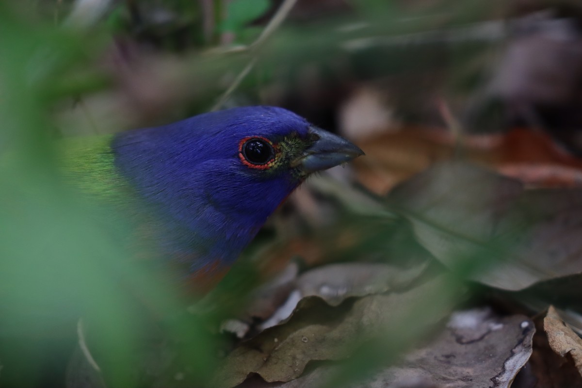 Painted Bunting - ML617228333