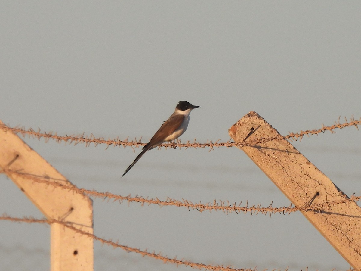 Fork-tailed Flycatcher - Maria Lujan Solis