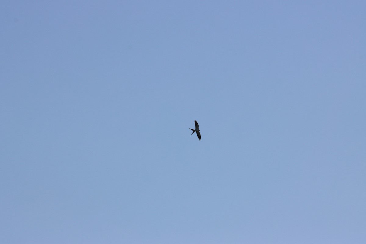 Swallow-tailed Kite - ML617228405