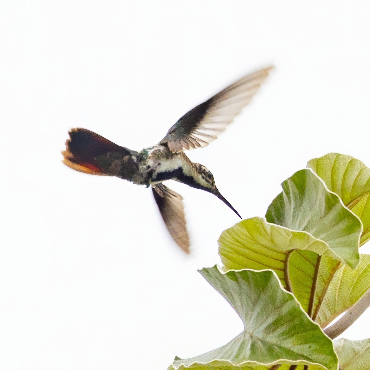 kolibřík tropický - ML617228437