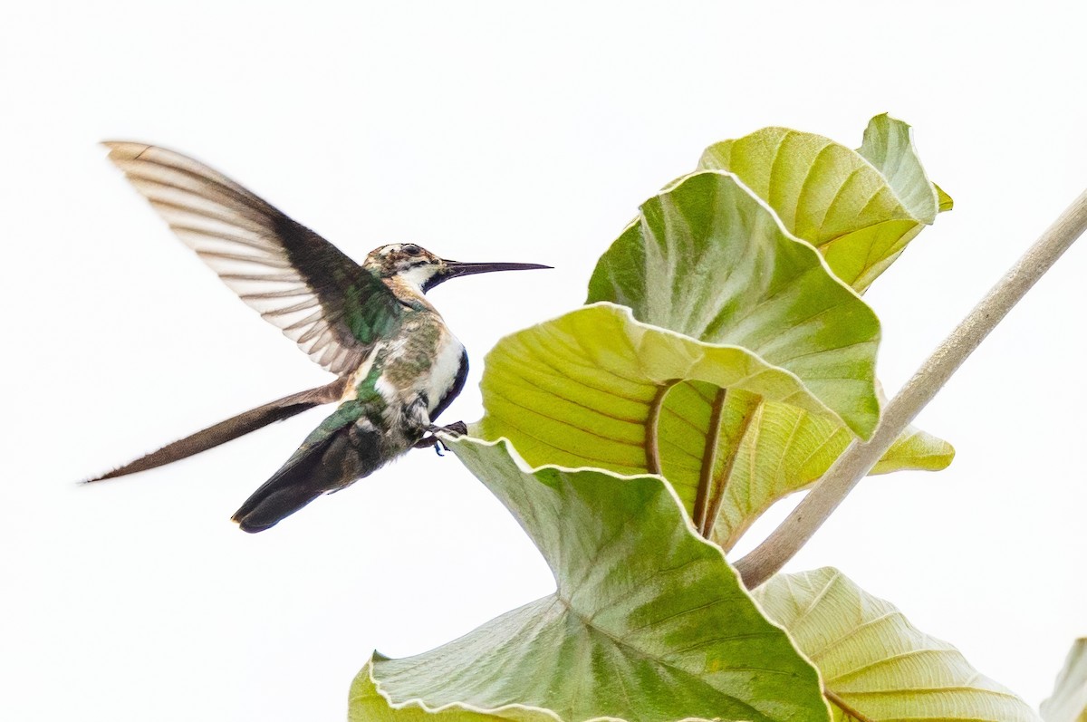 kolibřík tropický - ML617228439