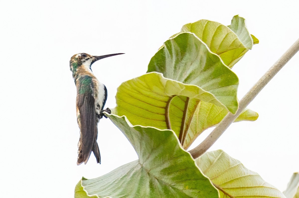 kolibřík tropický - ML617228442