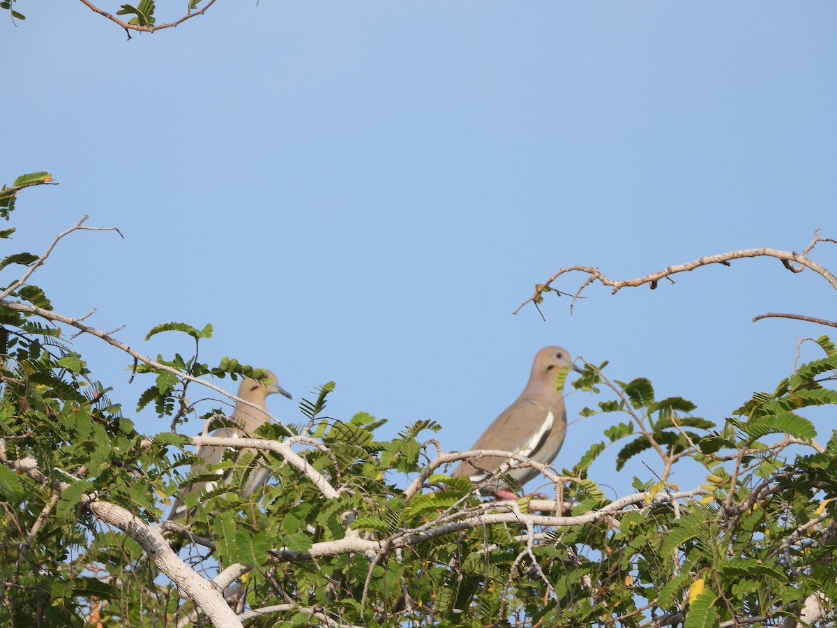 White-winged Dove - ML617228457