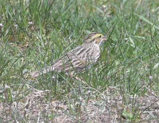 Savannah Sparrow - ML617228466