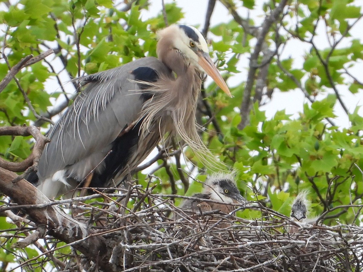 Great Blue Heron - Mike Cianciosi