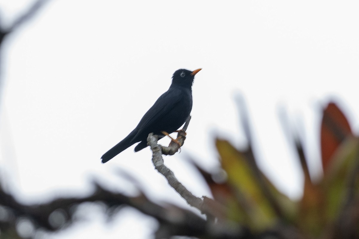 Pale-eyed Thrush - ML617228558