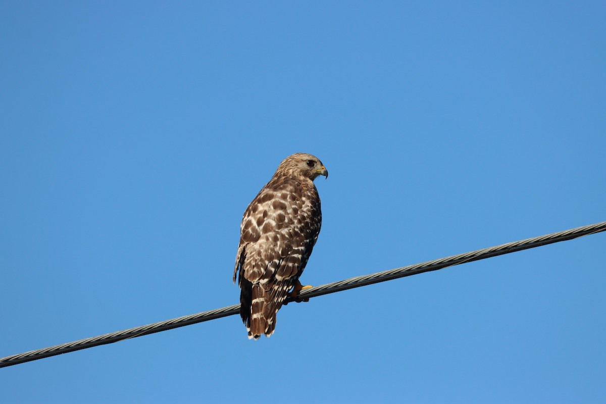 Red-shouldered Hawk - ML617228571