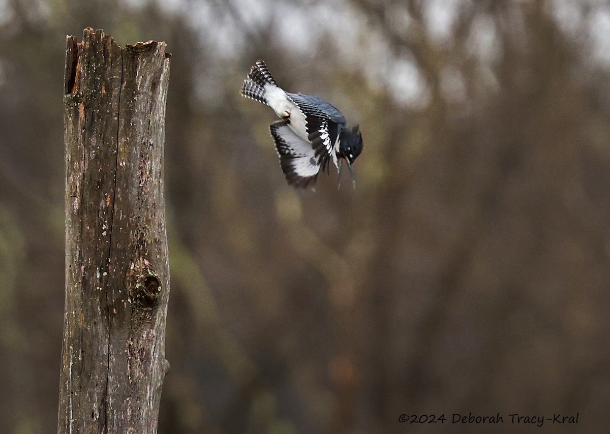 Belted Kingfisher - ML617228572