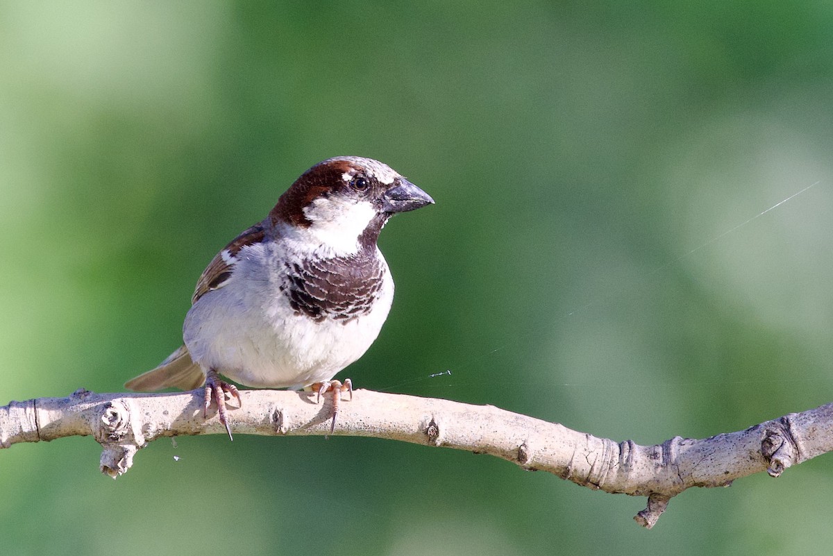 House Sparrow - ML617228595