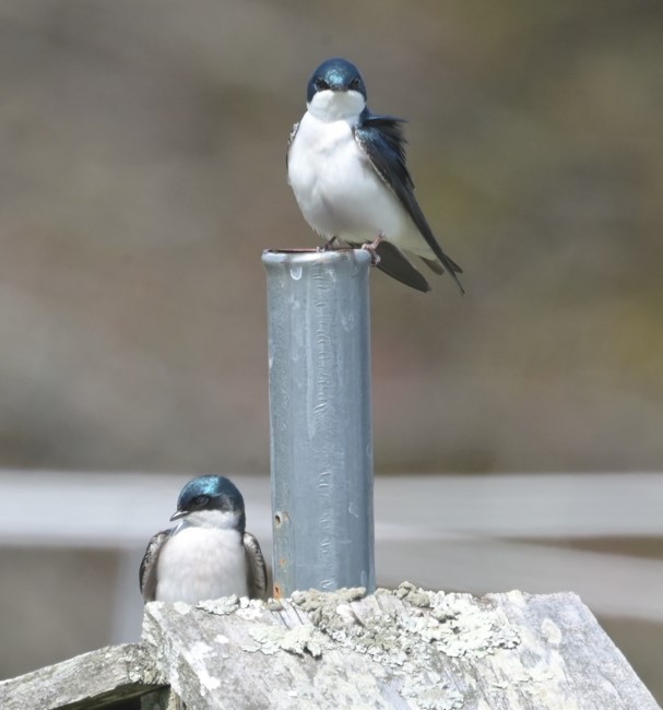 Tree Swallow - ML617228598