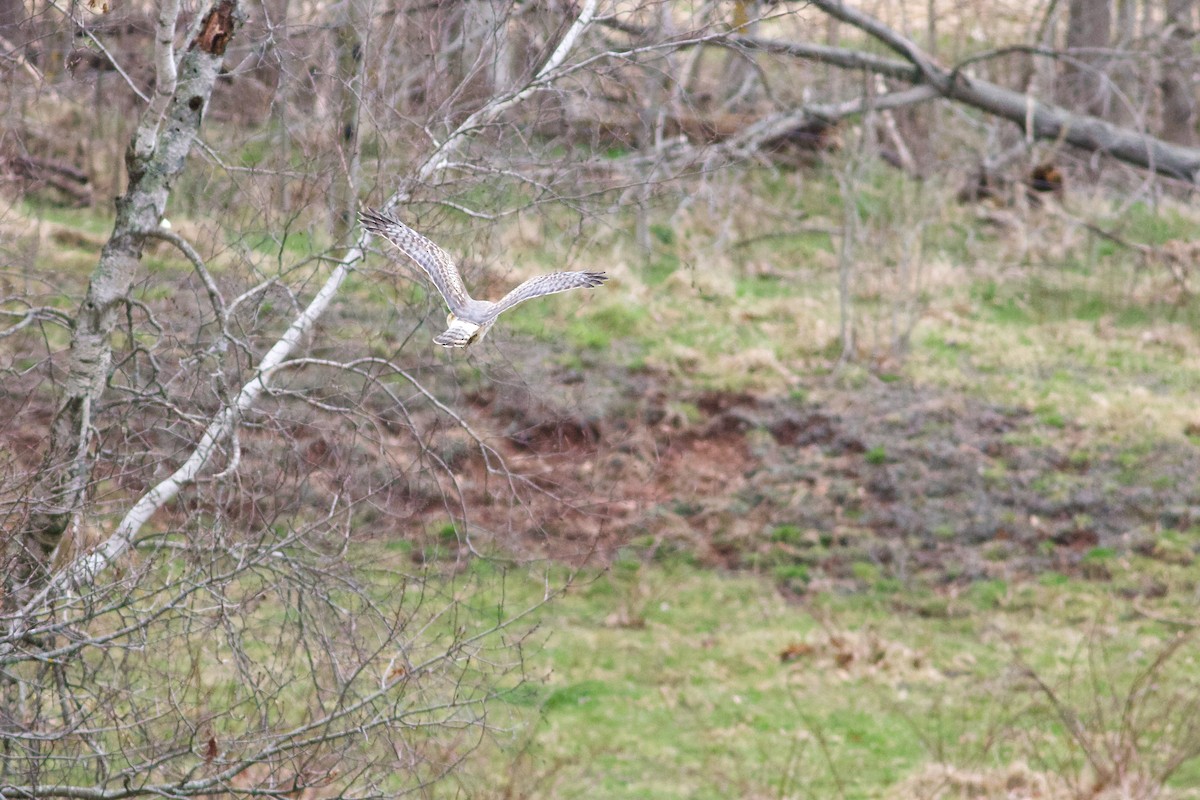 Northern Harrier - ML617228600