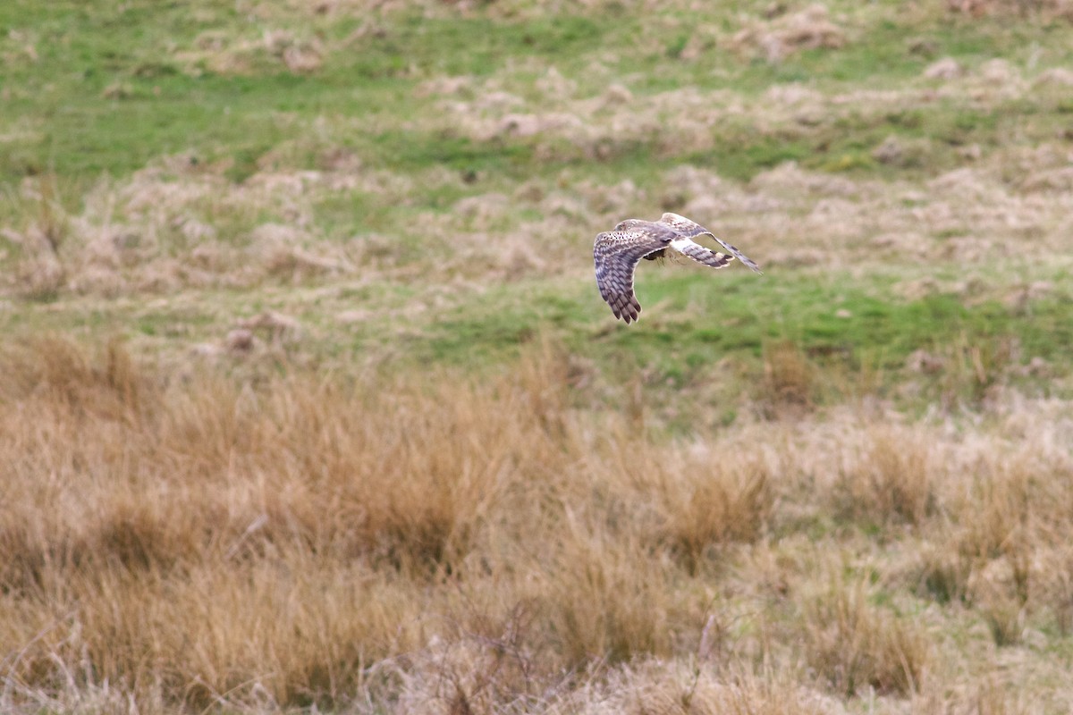 Northern Harrier - ML617228602