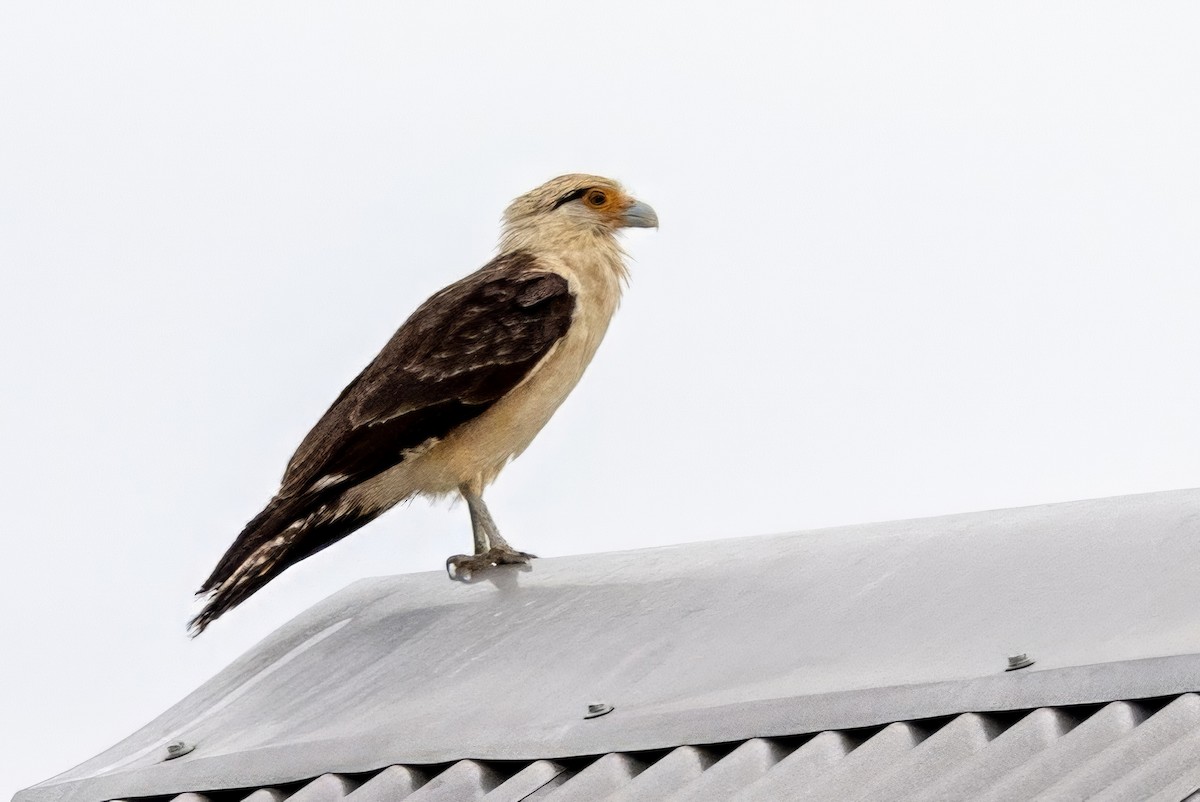 Yellow-headed Caracara - Sandy & Bob Sipe