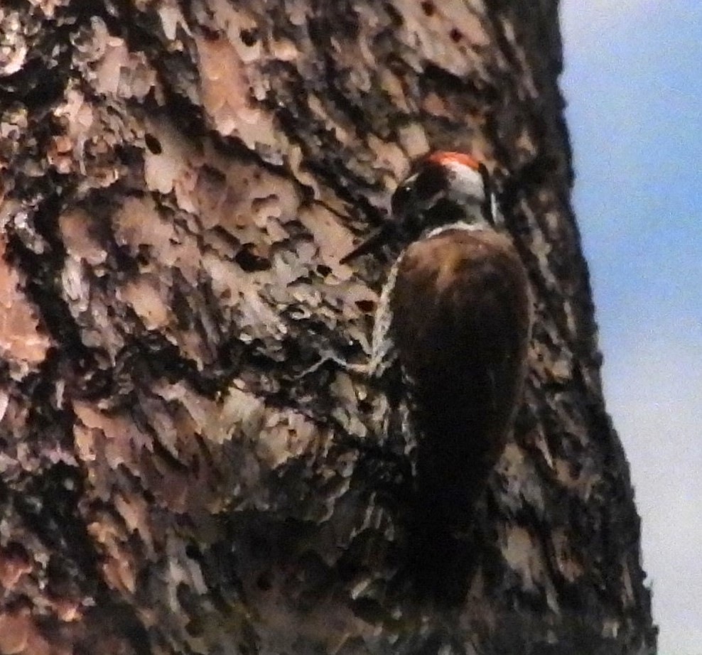 Arizona Woodpecker - ML617228735