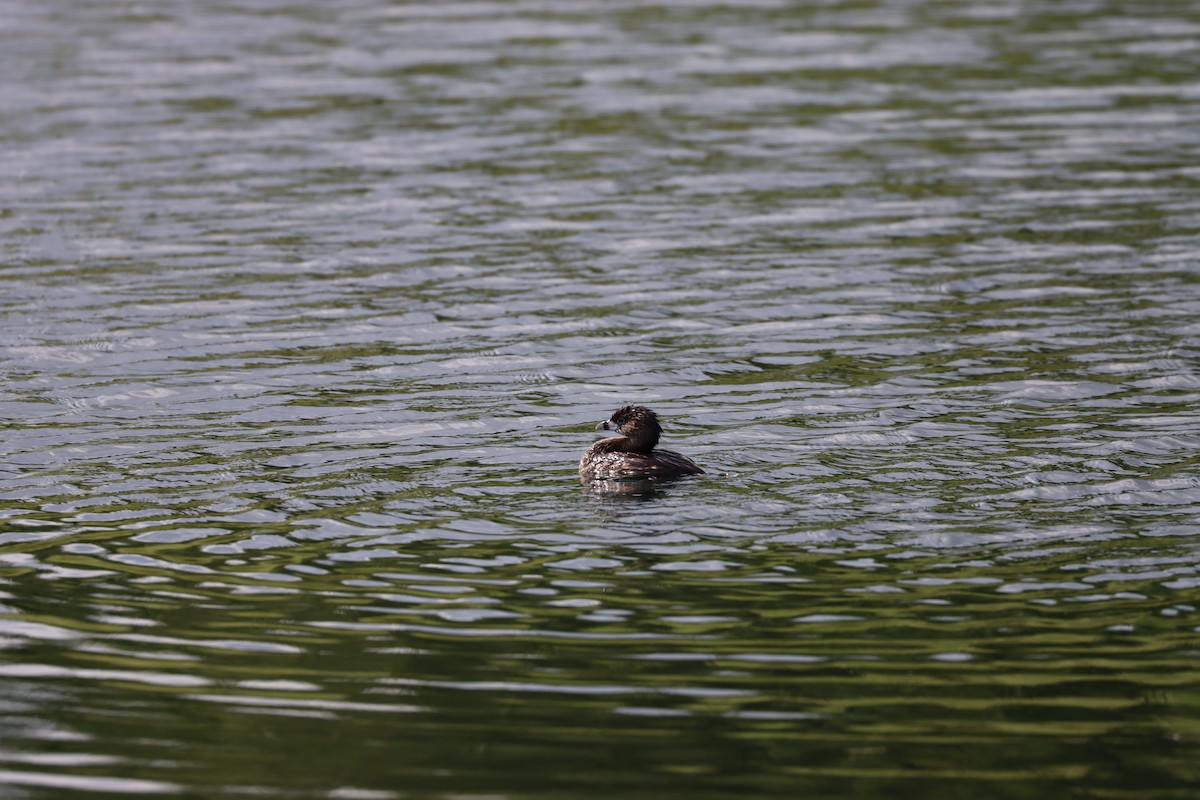 Pied-billed Grebe - ML617228739