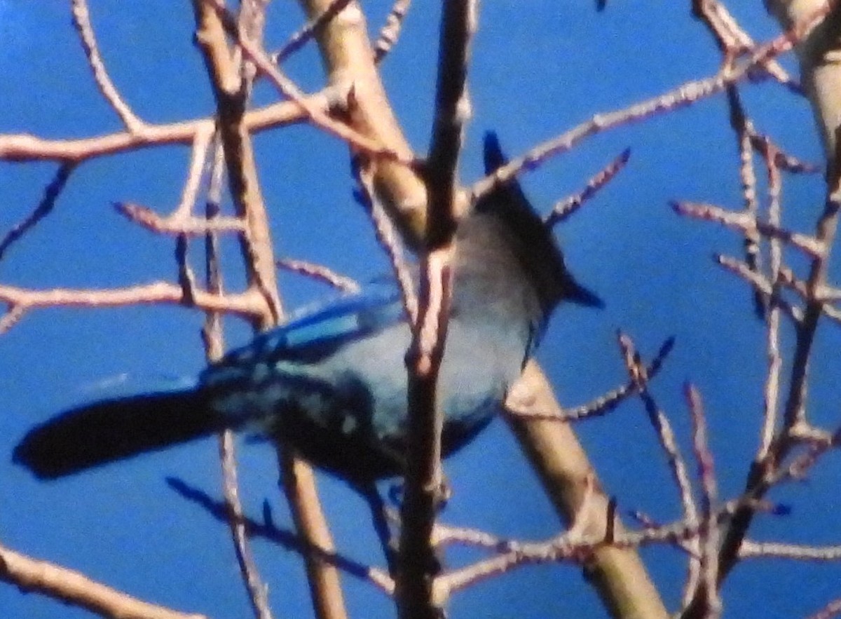 Steller's Jay - ML617228777