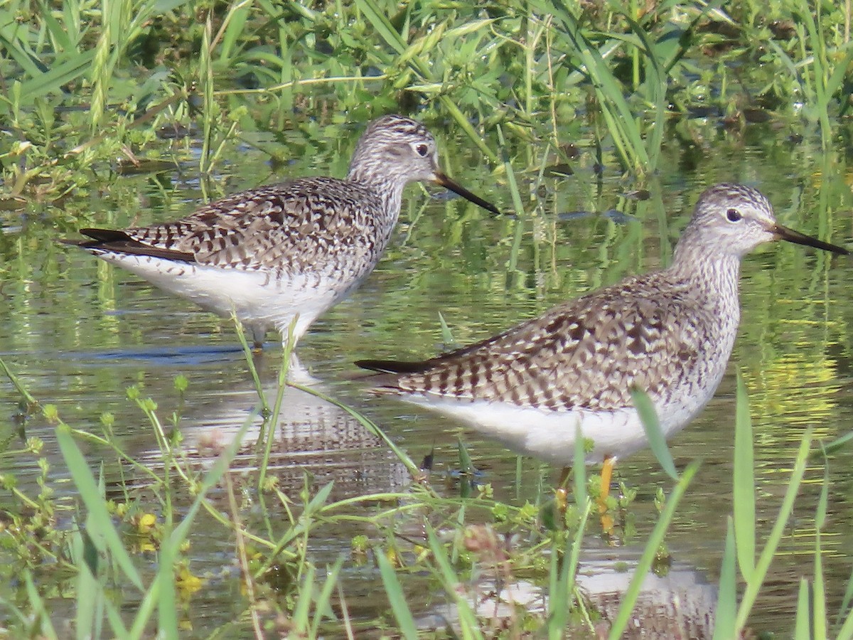 Lesser Yellowlegs - ML617228788