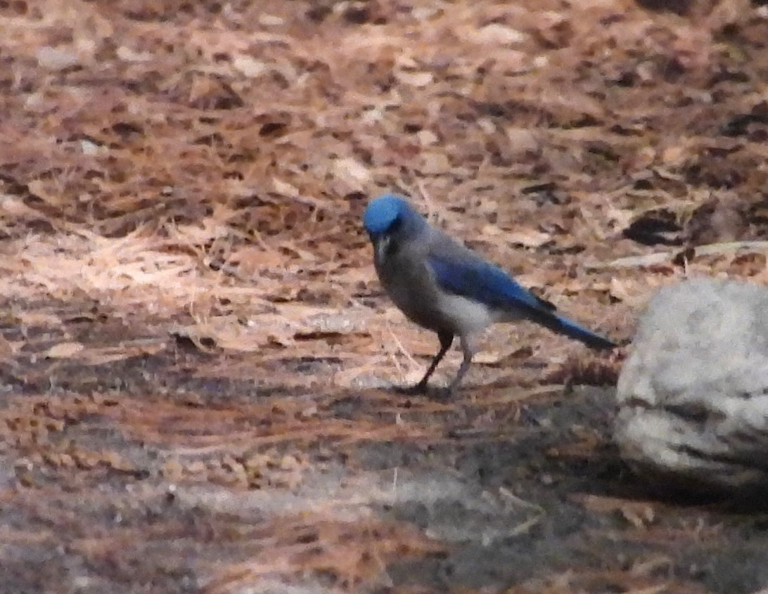 Mexican Jay - ML617228794