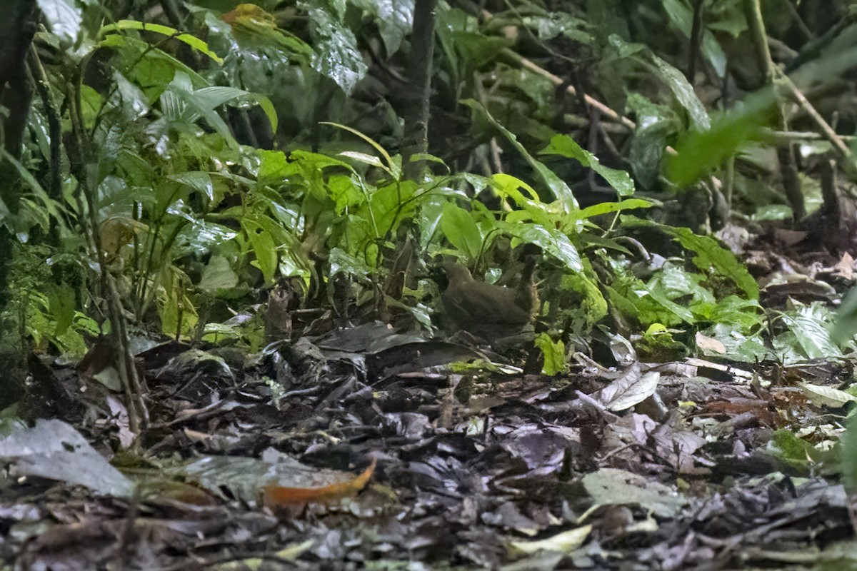 Black-faced Antthrush - ML617228845