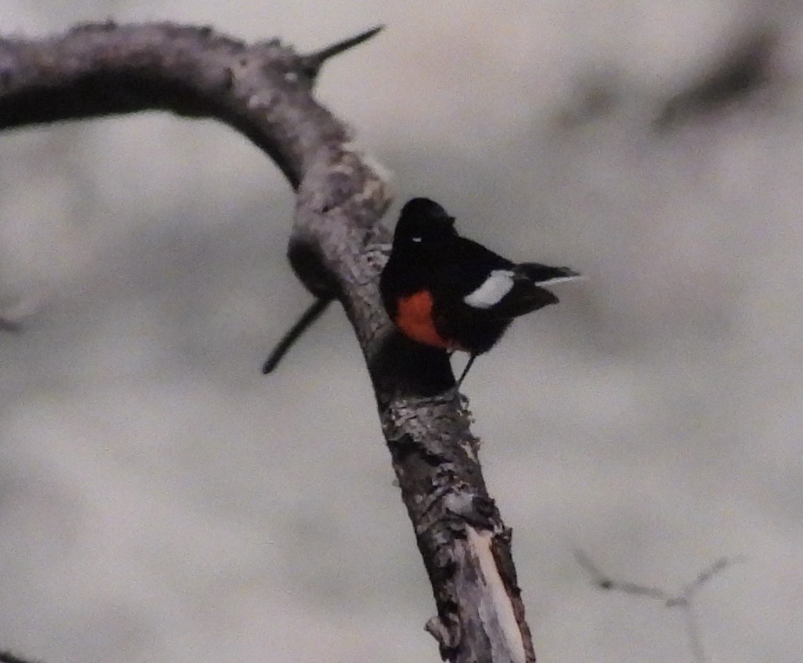 Painted Redstart - ML617228859