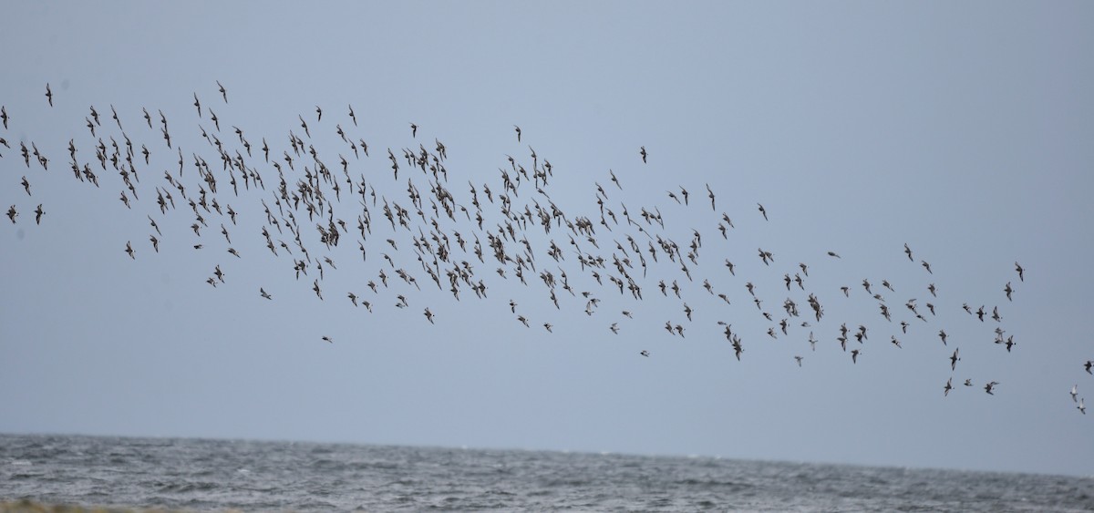 Surfbird - ML617228867