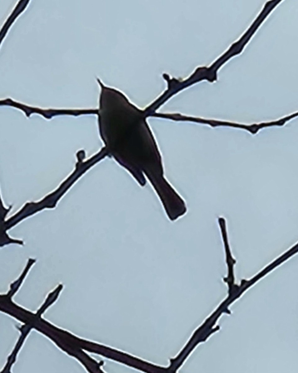 Blue-gray Gnatcatcher (caerulea) - Jarod Hitchings