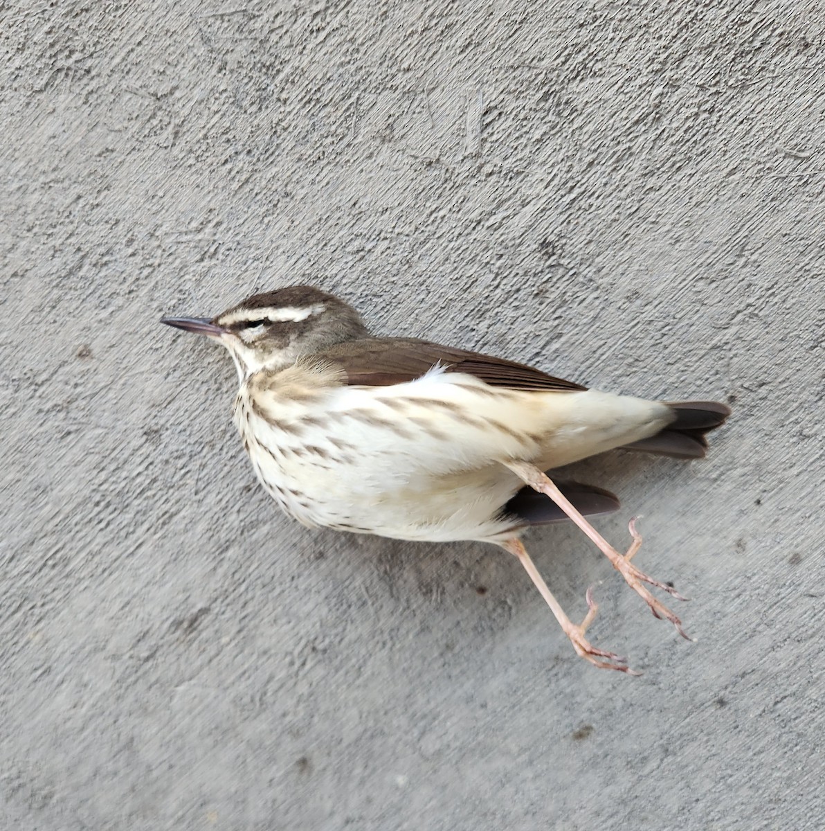 Louisiana Waterthrush - ML617228961