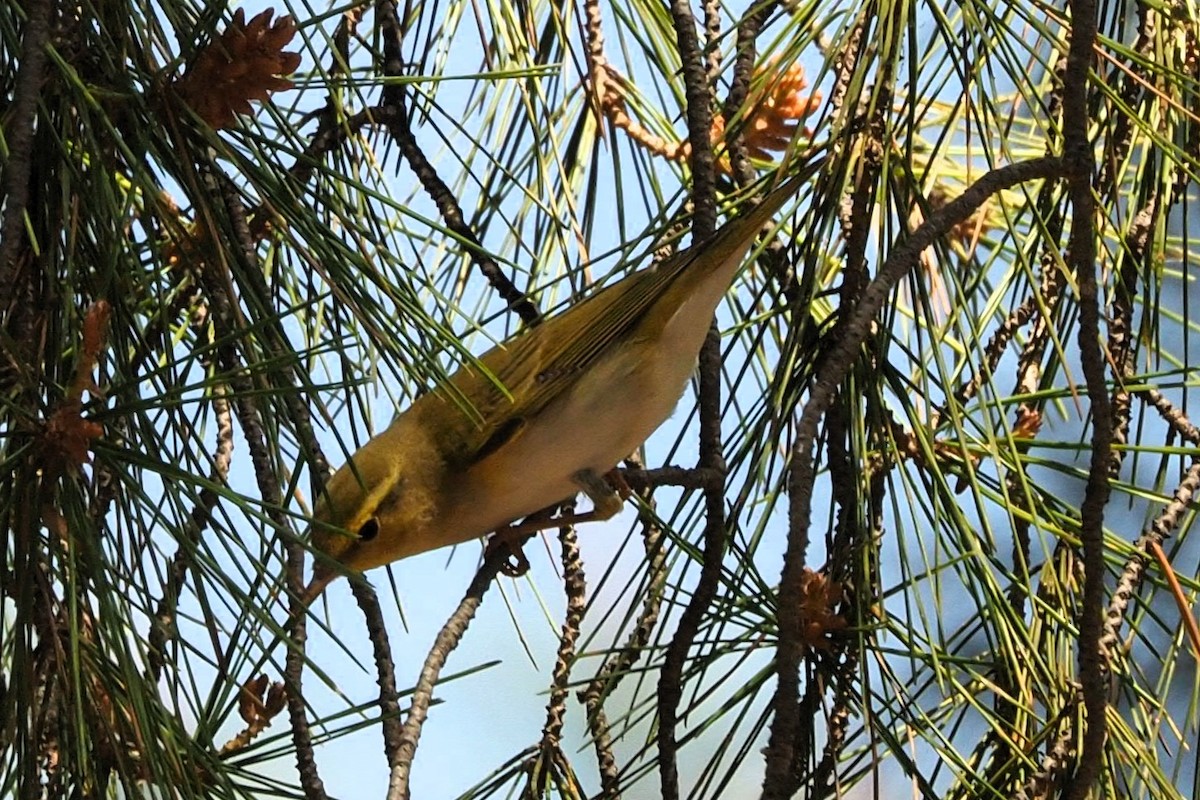 Wood Warbler - ML617228979