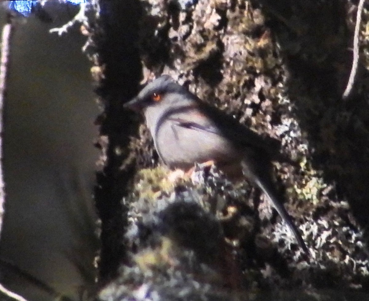 Yellow-eyed Junco - ML617228981