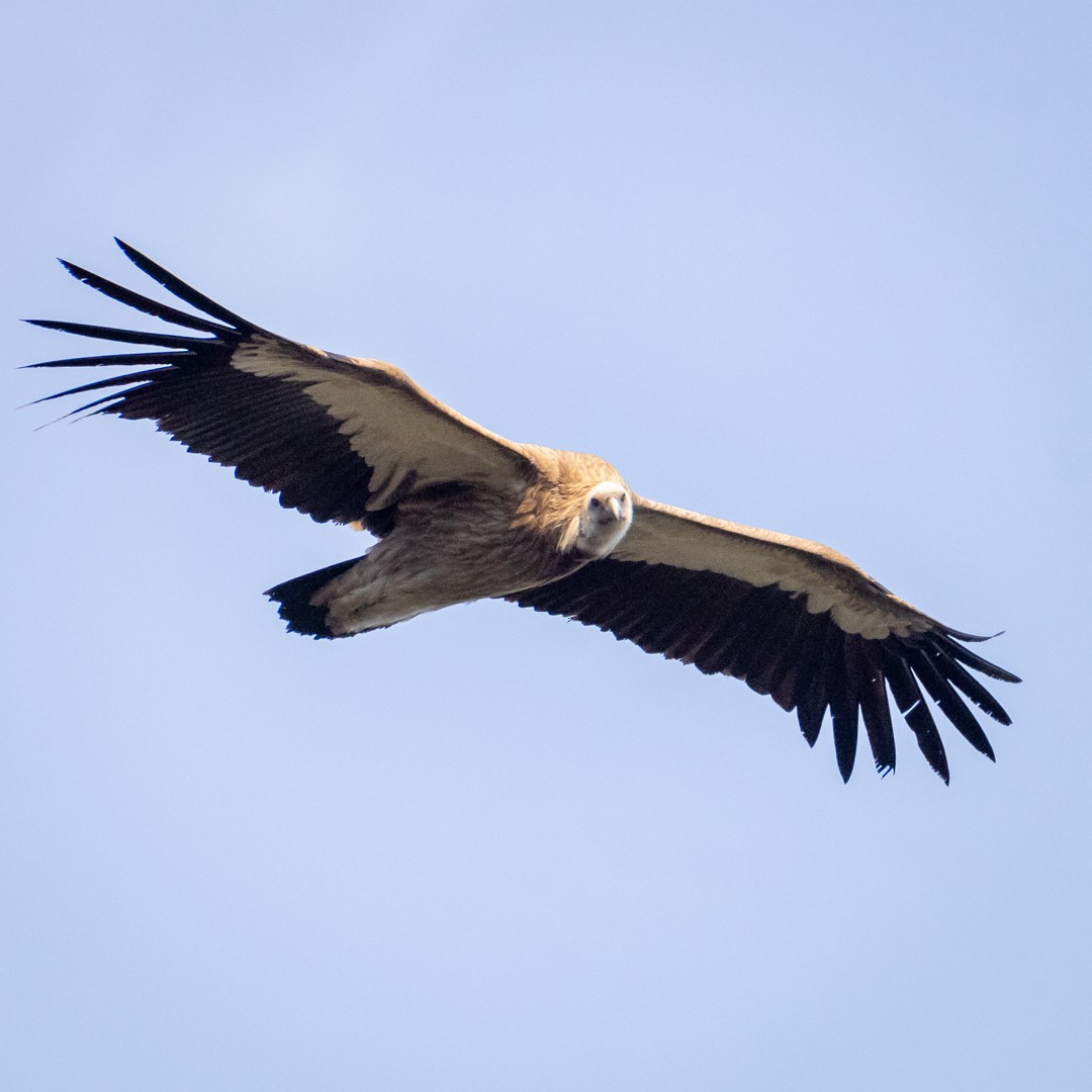 Himalayan Griffon - ML617229054