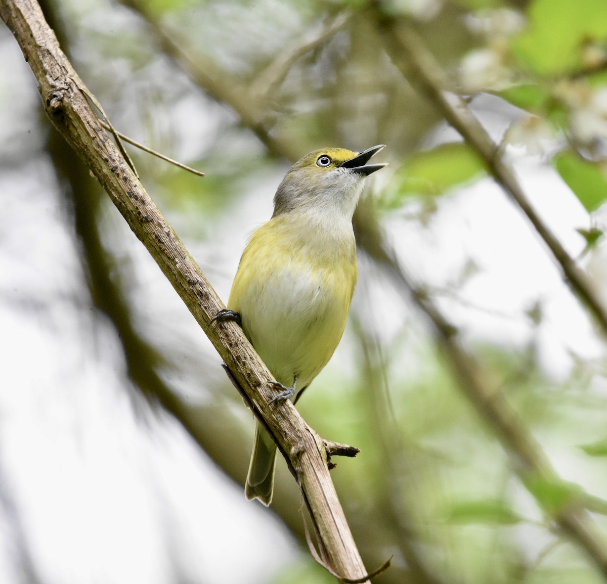 Ak Gözlü Vireo [griseus grubu] - ML617229060