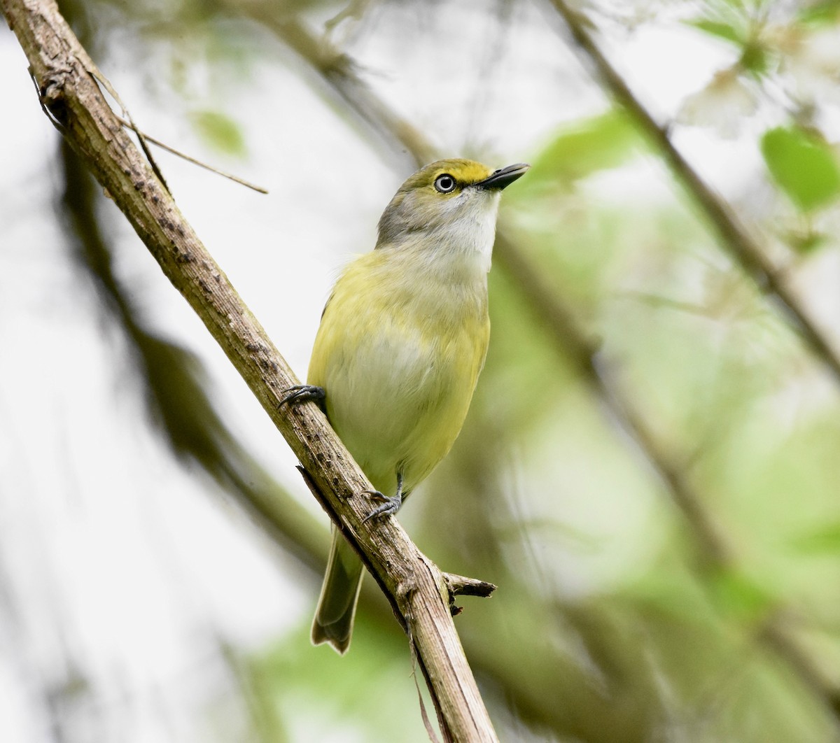 Ak Gözlü Vireo [griseus grubu] - ML617229062