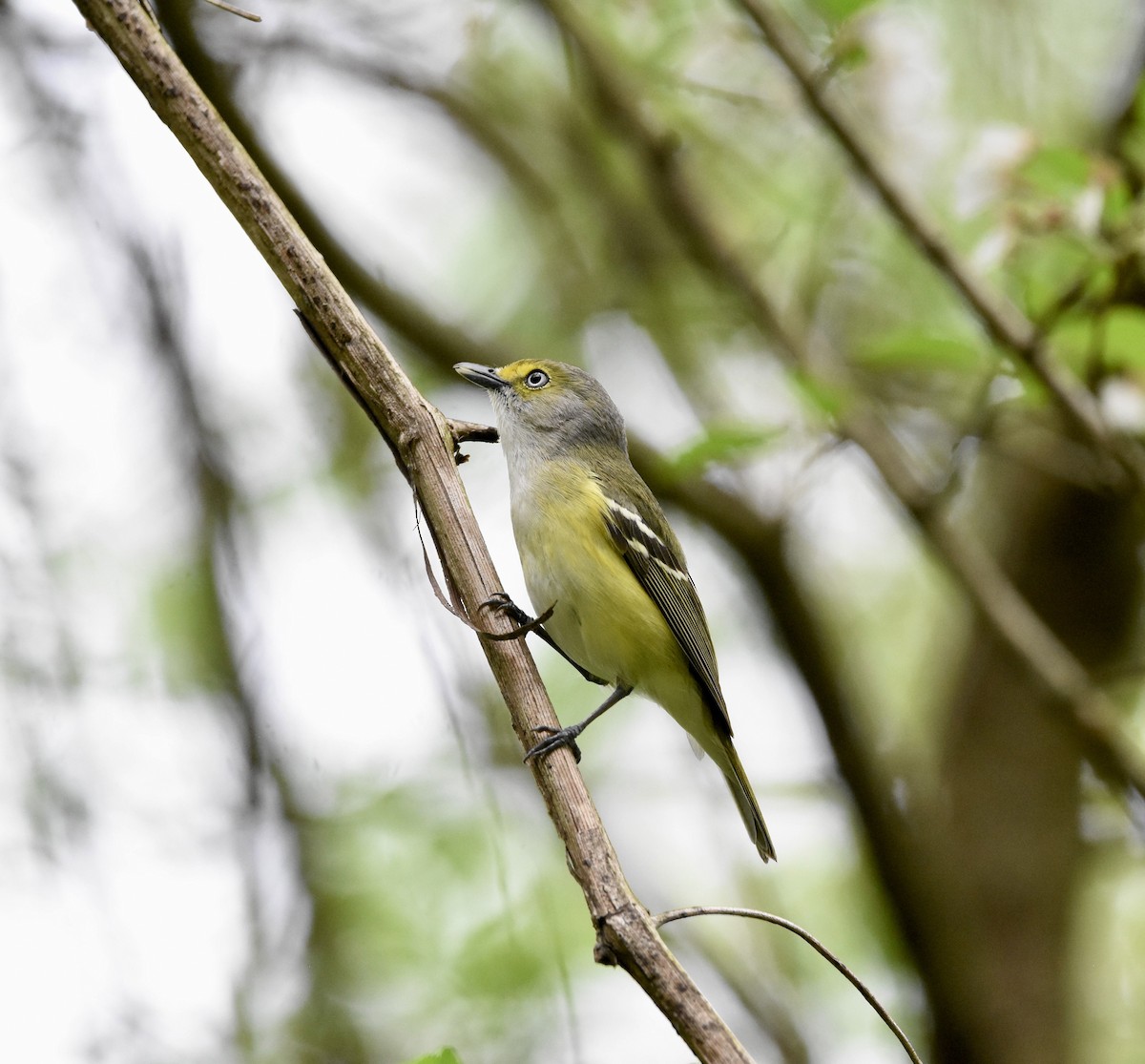 Vireo Ojiblanco (grupo griseus) - ML617229064