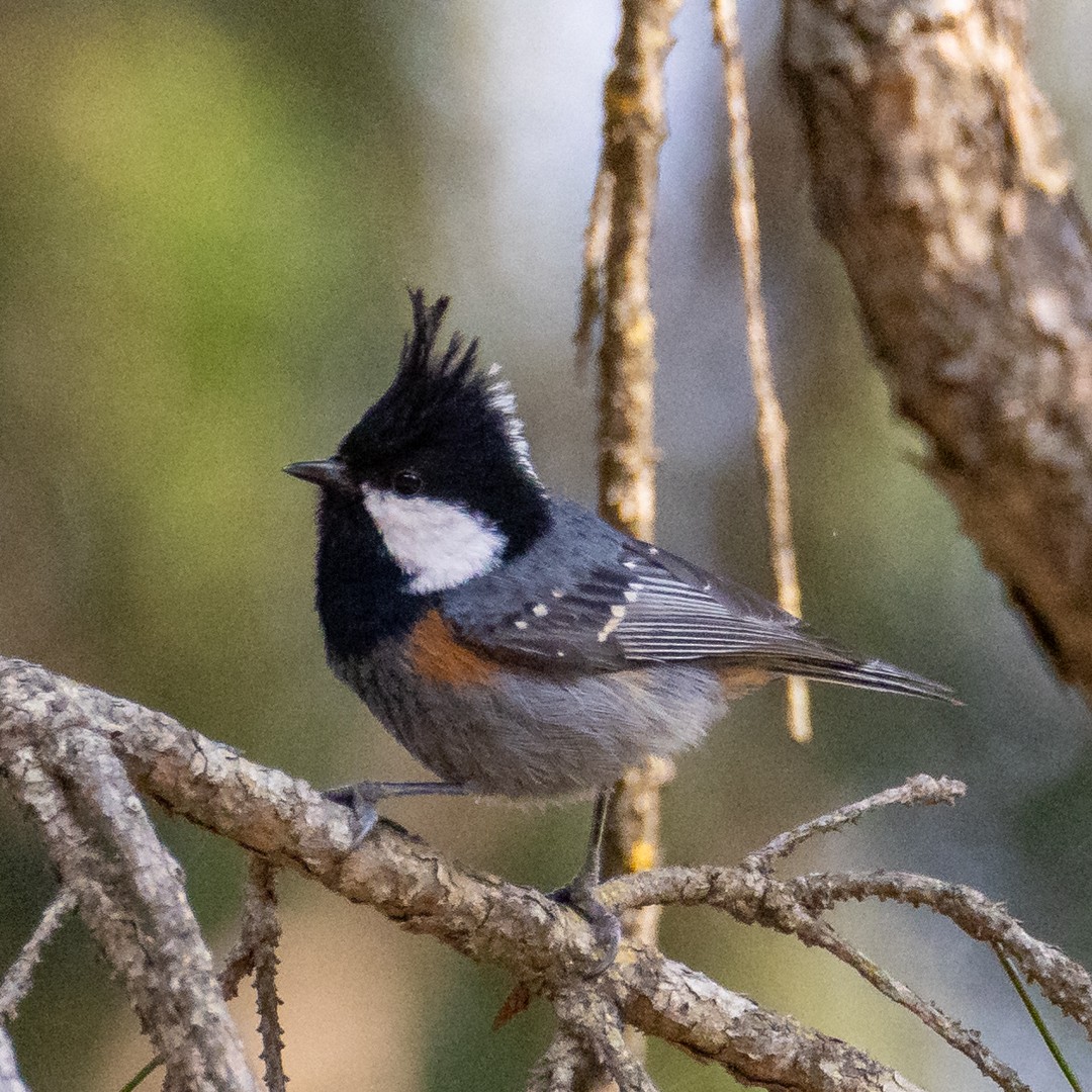 Coal Tit - ML617229082