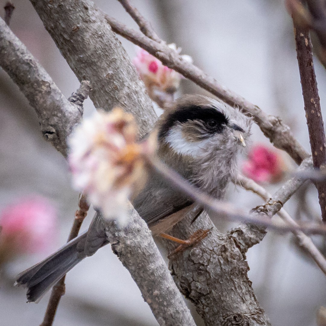 White-throated Tit - ML617229108