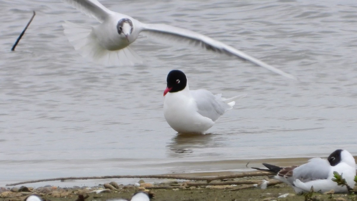 Mediterranean Gull - ML617229233