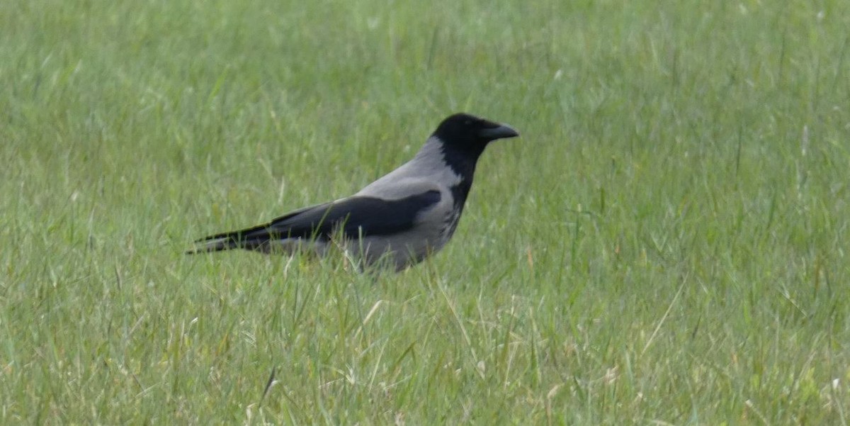 Hooded Crow - ML617229263