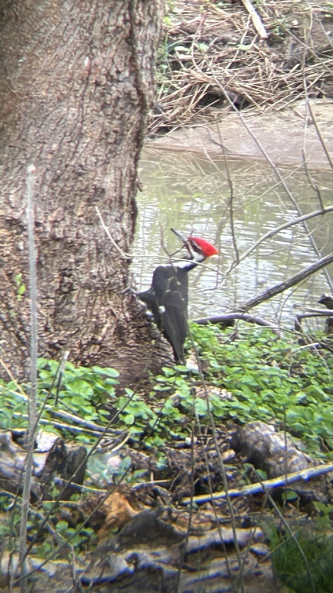 Pileated Woodpecker - ML617229277
