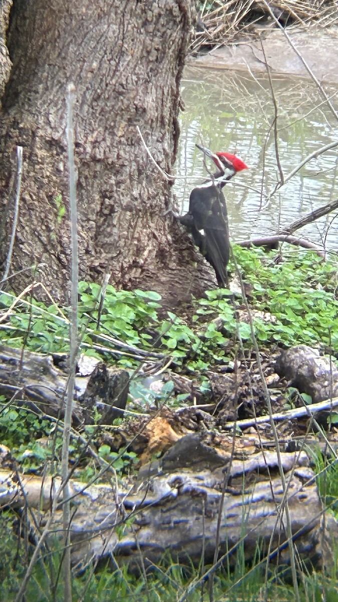 Pileated Woodpecker - ML617229278