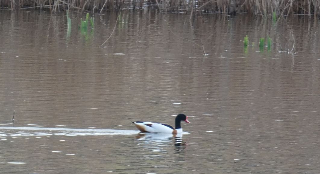 Common Shelduck - ML617229284